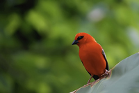 Foudia madagascariensis